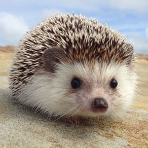 Meet your Posher, Cindy